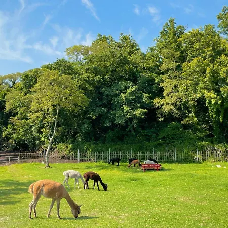 Log Park Dochidol Ranch Villa Jeju Exterior photo