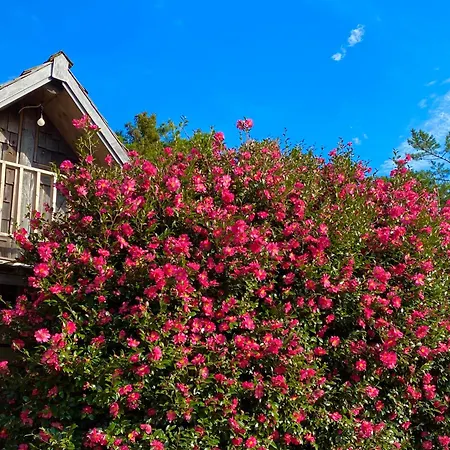 Log Park Dochidol Ranch Villa Jeju Exterior photo