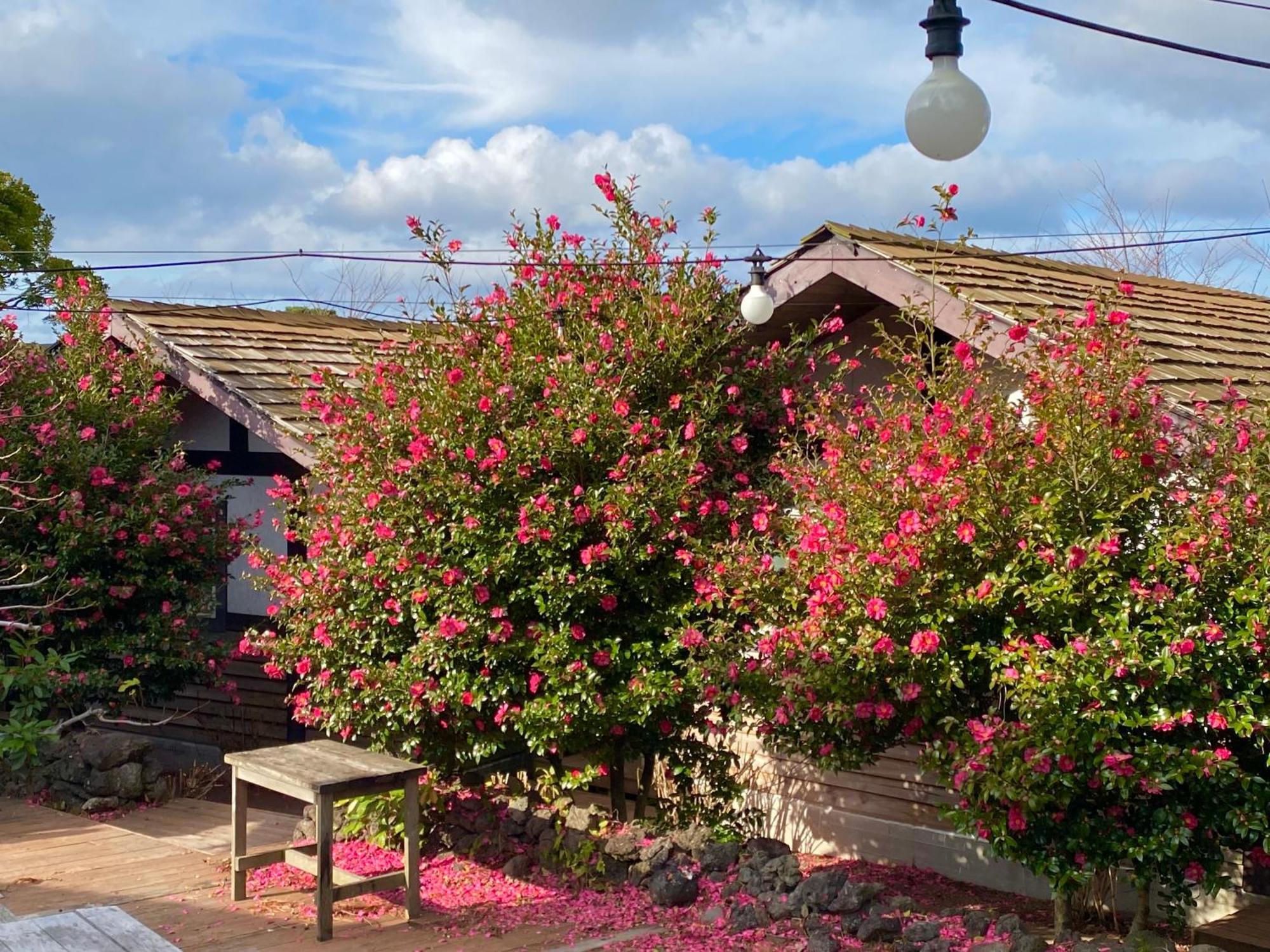 Log Park Dochidol Ranch Holiday home Jeju